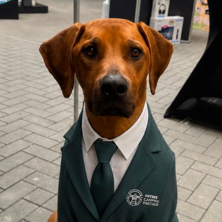 Zazu Hund Zazu Beschwerdemanagement